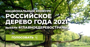 дерево России 2021 - голосование продолжается - фото - 1